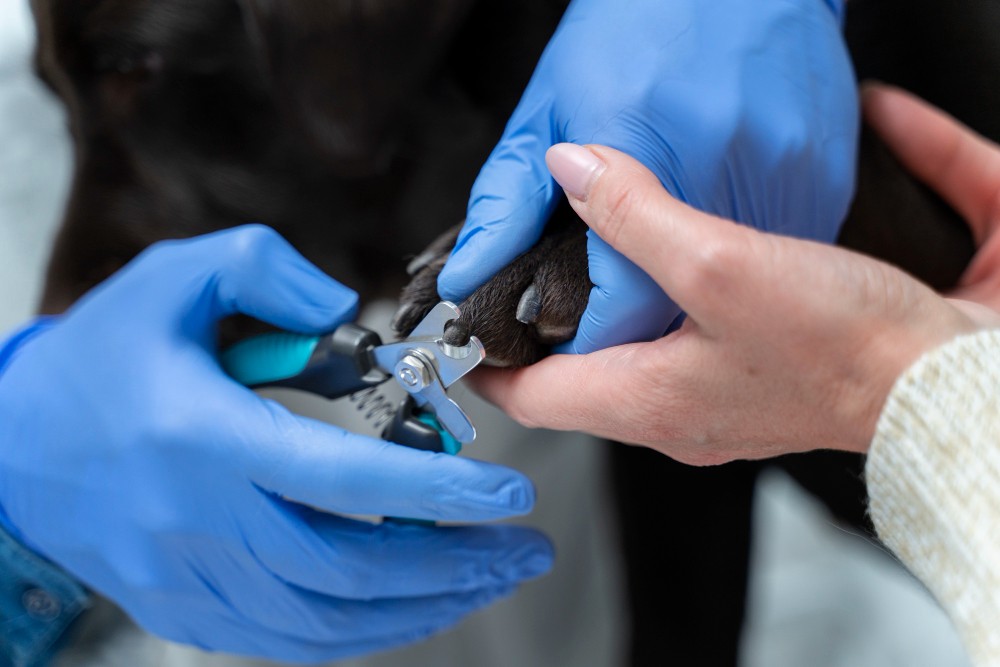 Infektion i hundens negleseng Infektion i hundens negleseng