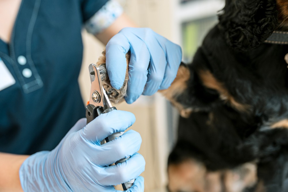 Infektion i hundens negleseng Infektion i hundens negleseng