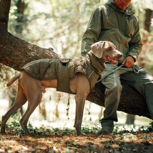 vestiti per cani grandi