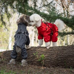 vestiti per un cane di piccola taglia