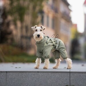 xs clothes for dogs