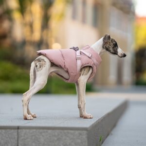 clothing for small dogs