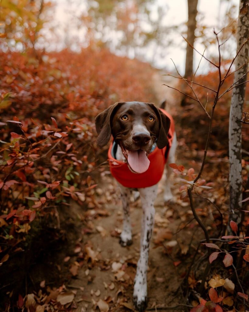 eco friendly pet clothes china eco friendly pet clothes china