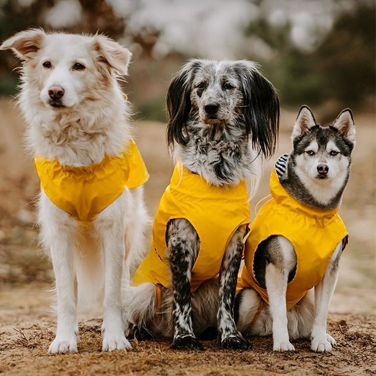 venditore di vestiti impermeabili per animali domestici venditore di vestiti impermeabili per animali domestici