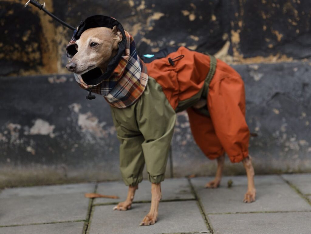 fabbrica di vestiti impermeabili per animali domestici fabbrica di vestiti impermeabili per animali domestici