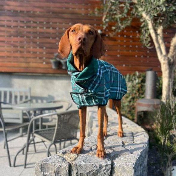 οικολογικό φιλικό κατοικίδιο ζώο κατασκευαστής ρούχων οικολογικό φιλικό κατοικίδιο ζώο κατασκευαστής ρούχων