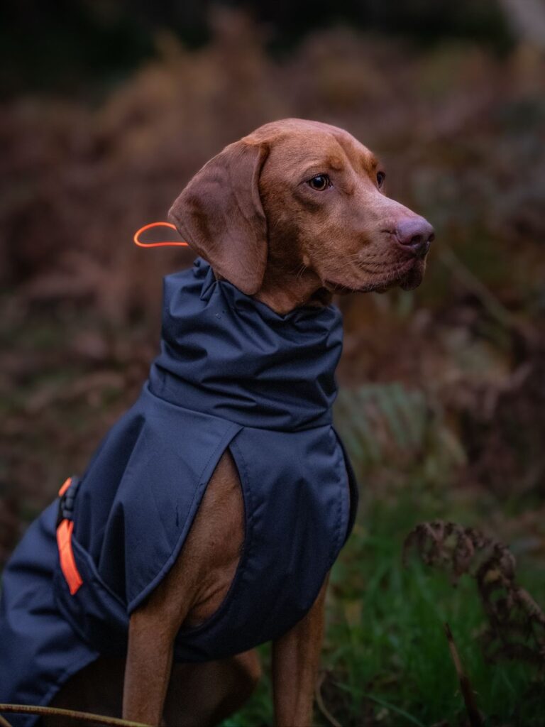 eco friendly pet clothes export eco friendly pet clothes export