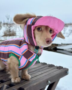 waterproof pet clothes wholesale