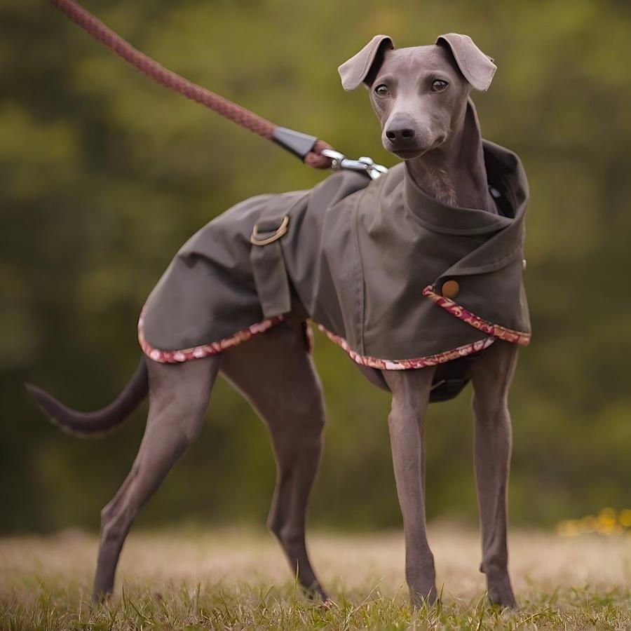 eco friendly pet clothes company eco friendly pet clothes company