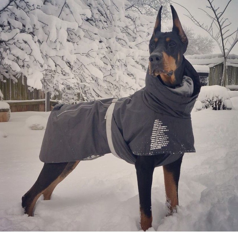 vestiti impermeabili per animali domestici oem vestiti impermeabili per animali domestici oem