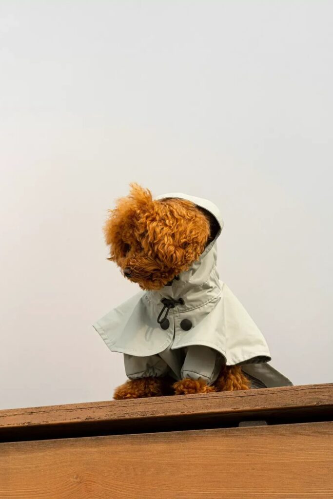 pet clothing factory pet clothing factory