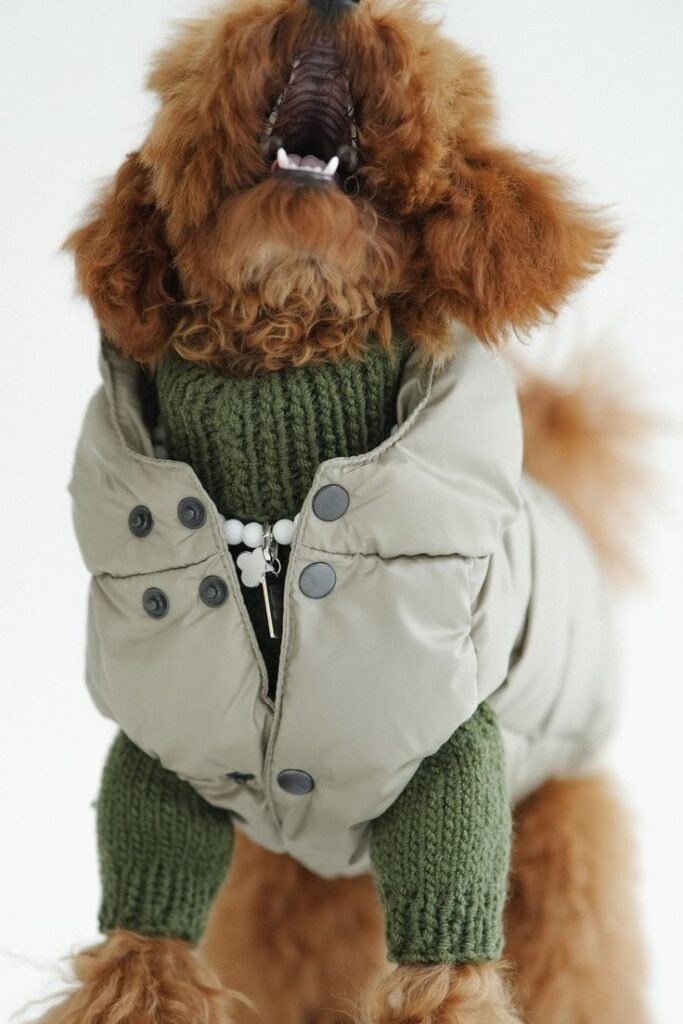 pet clothing company pet clothing company