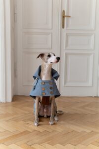 pet clothing supplier