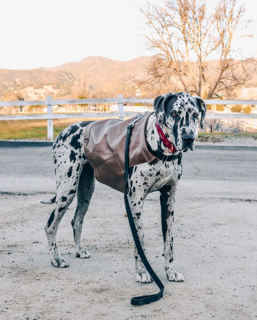 OEM Ropa para perros grandes OEM Ropa para perros grandes