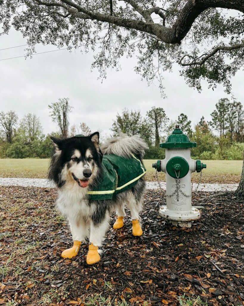 OEM Ropa para perros grandes OEM Ropa para perros grandes