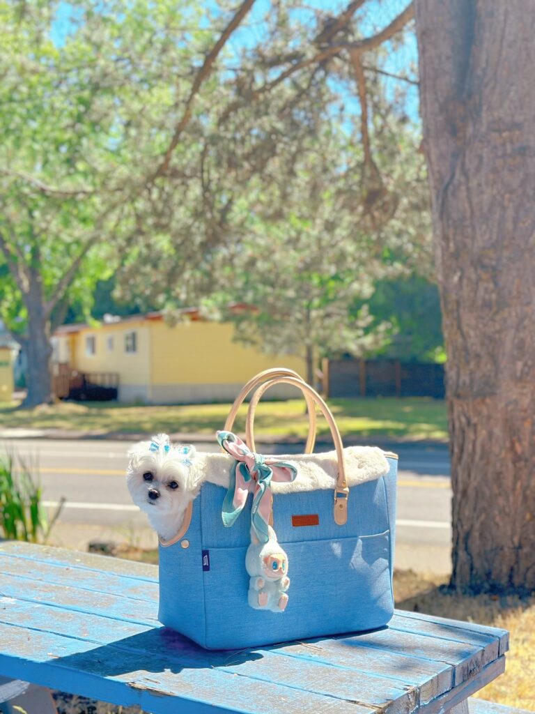 How Long Should a Dog Stay in a Carrier How Long Should a Dog Stay in a Carrier