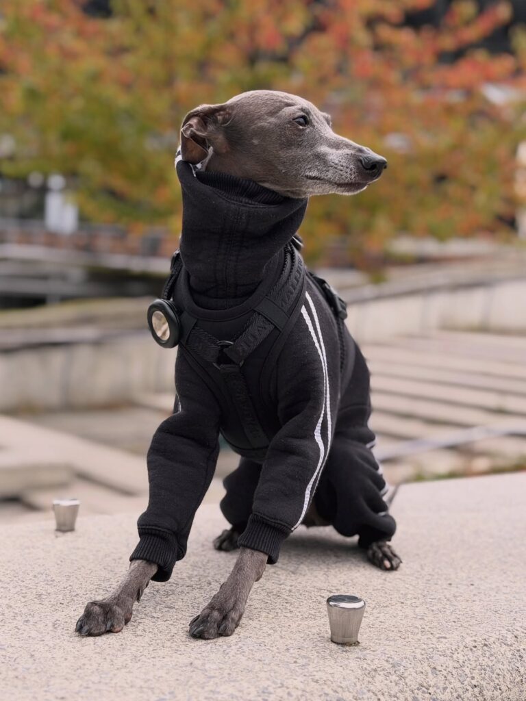 OEM Ropa para perros grandes OEM Ropa para perros grandes