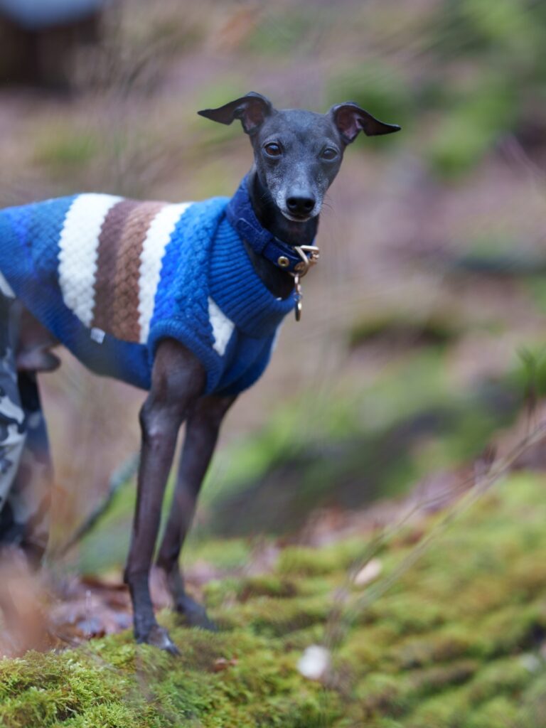 OEM Ropa para perros grandes OEM Ropa para perros grandes