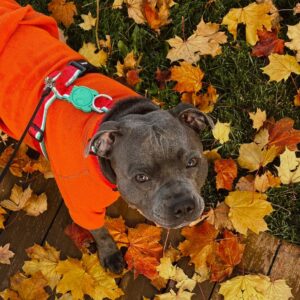 OEM Large Dog Clothes