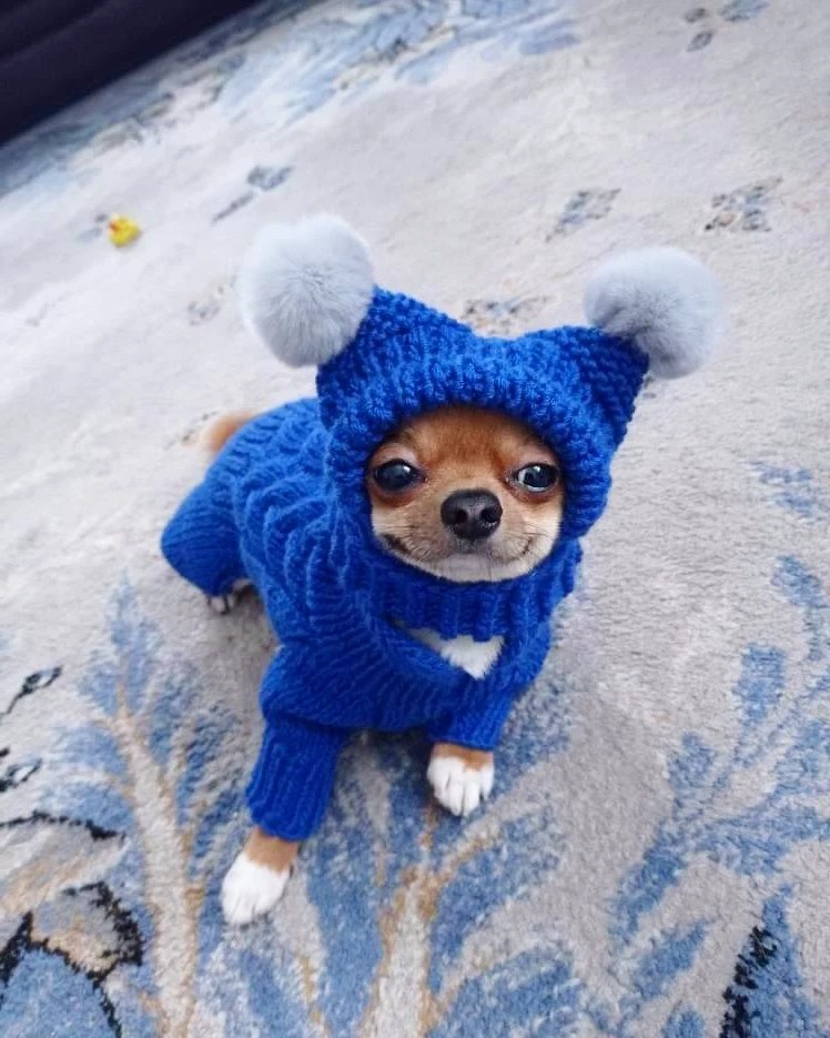 oem Hundebekleidung groß (1) oem Hundebekleidung groß (1)