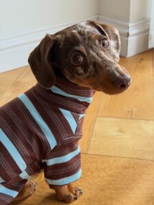 oem personalized dog clothes (2)