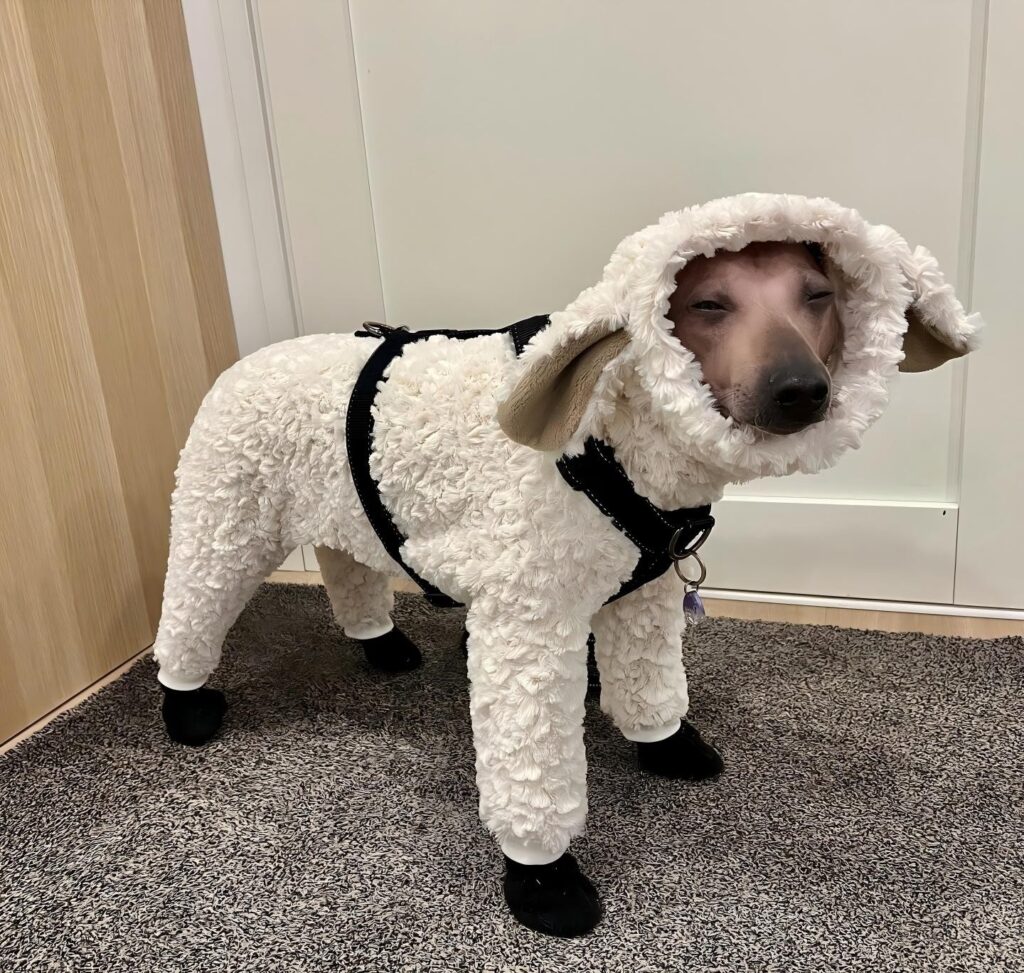 vestiti per cani personalizzati oem (5) vestiti per cani personalizzati oem (5)