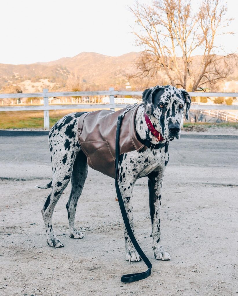 large dog clothes suppliers (1) large dog clothes suppliers (1)