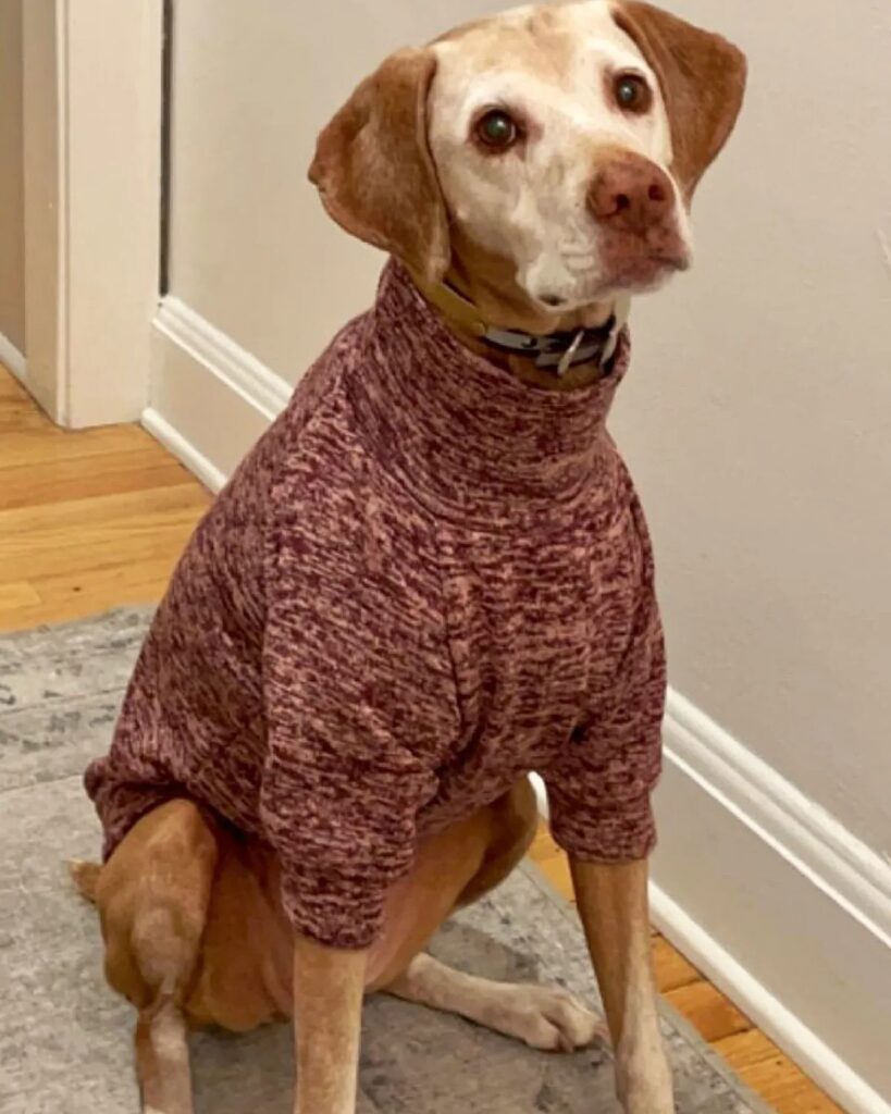 large dog clothes suppliers (10) large dog clothes suppliers (10)