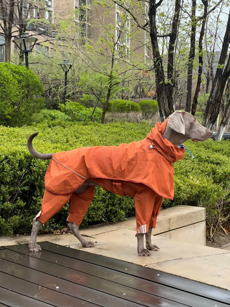 large dog clothes suppliers (3) large dog clothes suppliers (3)