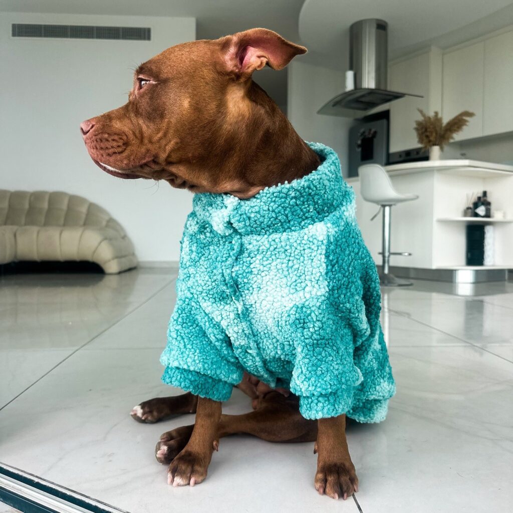 large dog clothes suppliers (4)