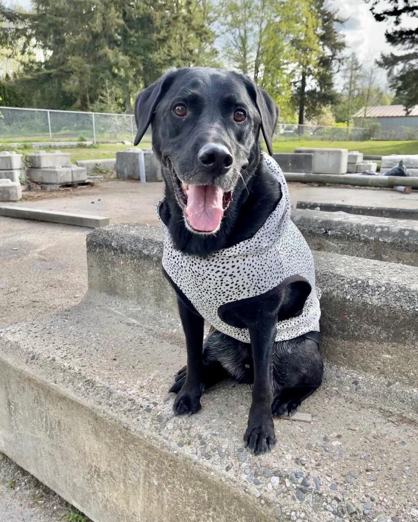 large dog clothes suppliers (6) large dog clothes suppliers (6)