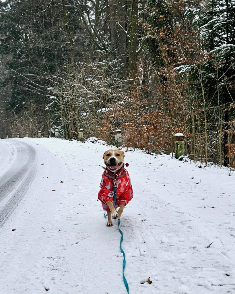 large dog clothes suppliers (7) large dog clothes suppliers (7)