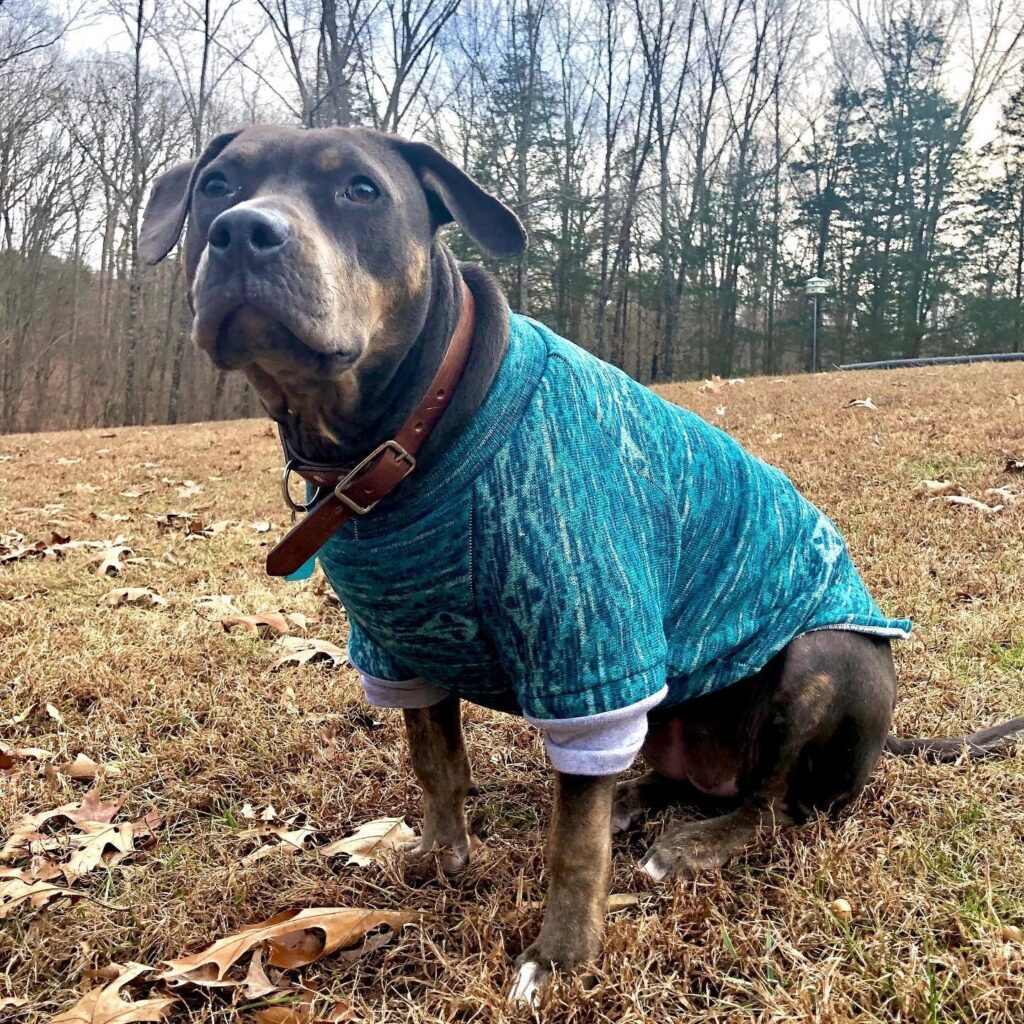 large dog clothes suppliers (8) large dog clothes suppliers (8)